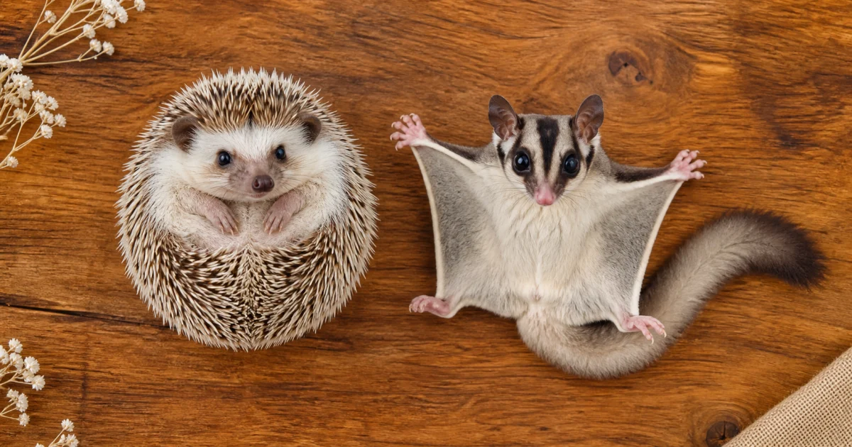 Perbandingan landak mini dan sugar glider sebagai hewan peliharaan eksotik